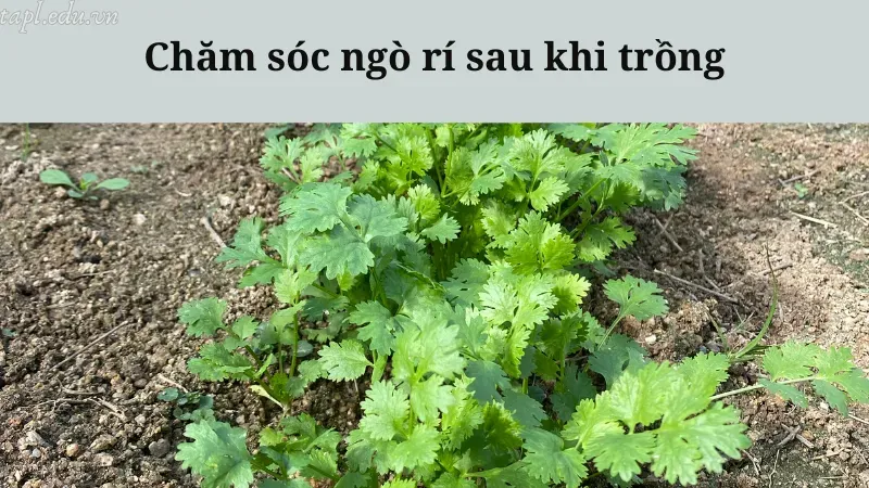 cách trồng ngò rí 6