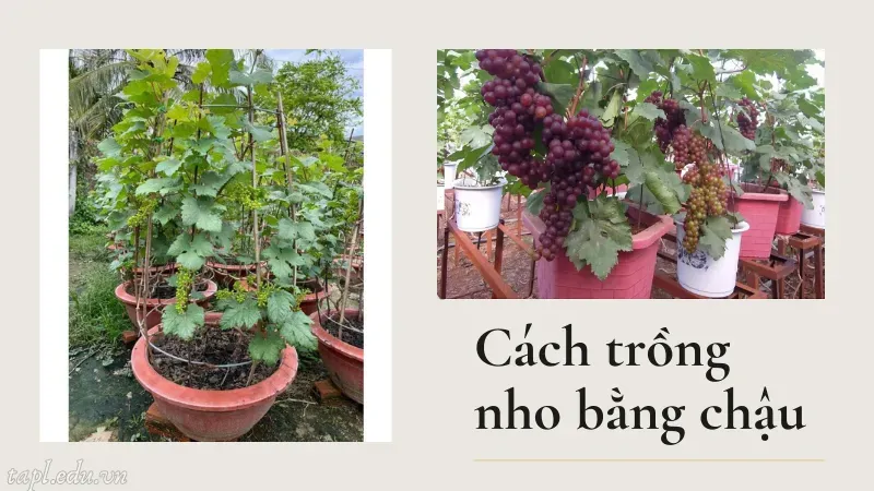 cách trồng nho 3