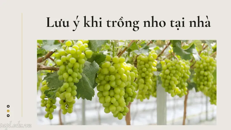 cách trồng nho 6