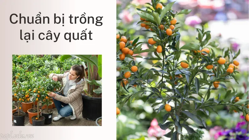 cách trồng quất sau tết 1