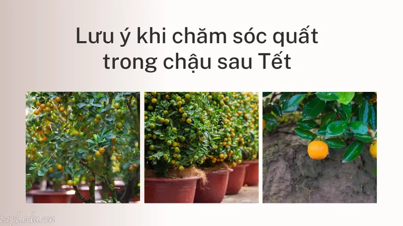 cách trồng quất sau tết 4