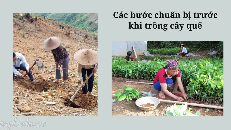 cách trồng quế 2