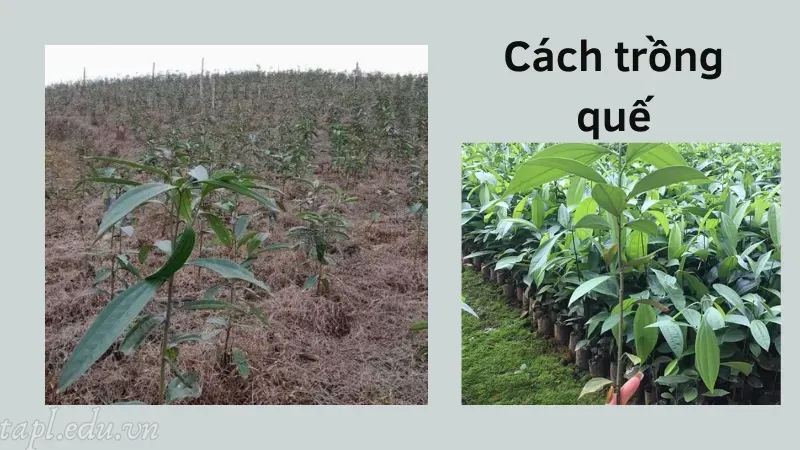 cách trồng quế 4