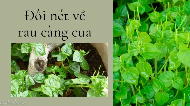 cách trồng rau càng cua 1