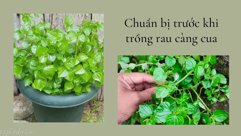 cách trồng rau càng cua 2