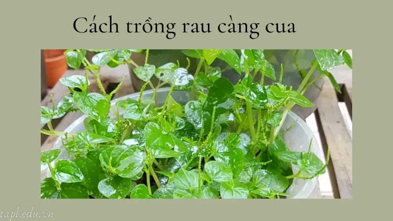 cách trồng rau càng cua 3