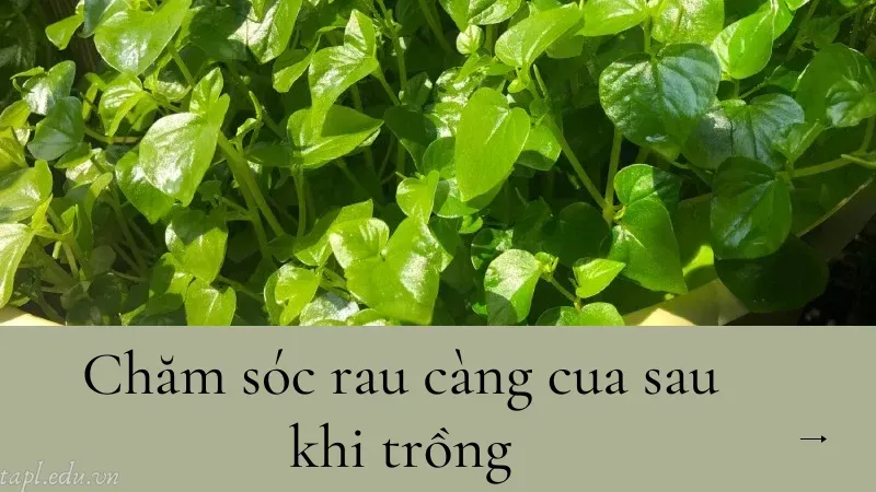 cách trồng rau càng cua 4