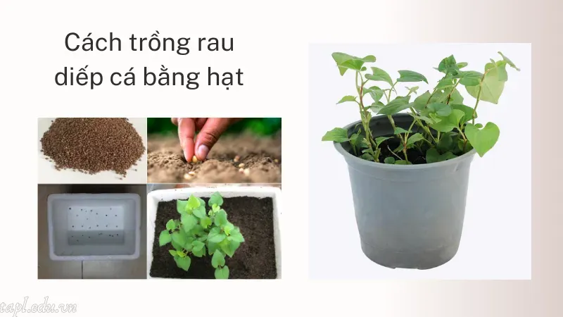 cách trồng rau diếp cá 4