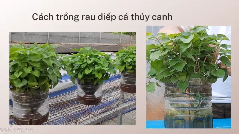 cách trồng rau diếp cá 5