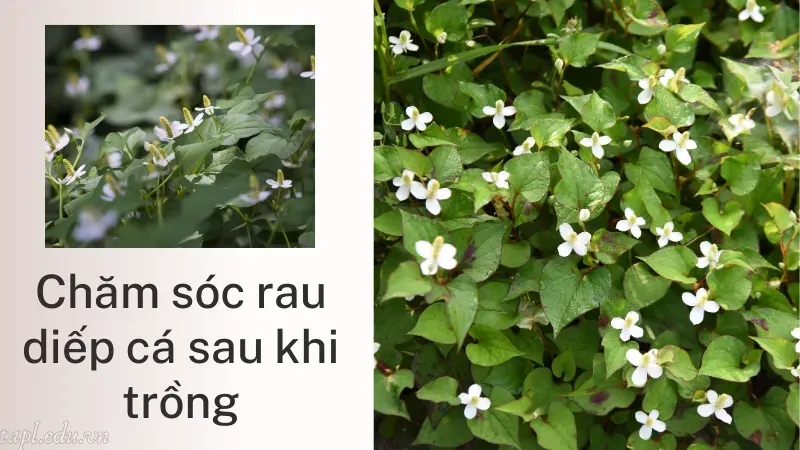 cách trồng rau diếp cá 6