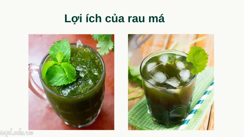 cách trồng rau má 2