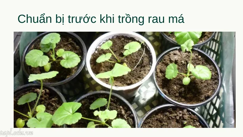 cách trồng rau má 3