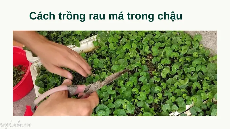 cách trồng rau má 5