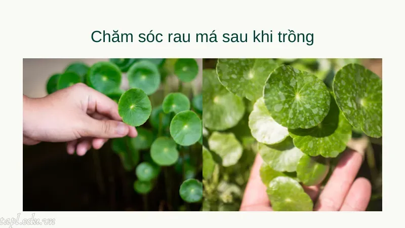 cách trồng rau má 7