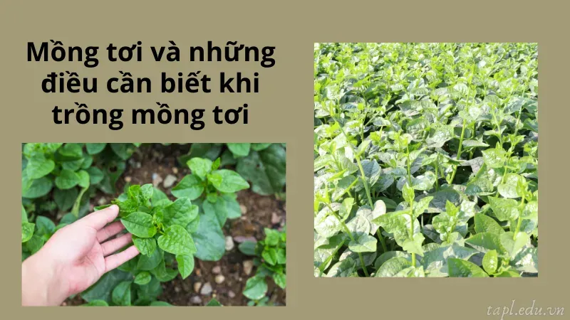 cách trồng rau mồng tơi 1