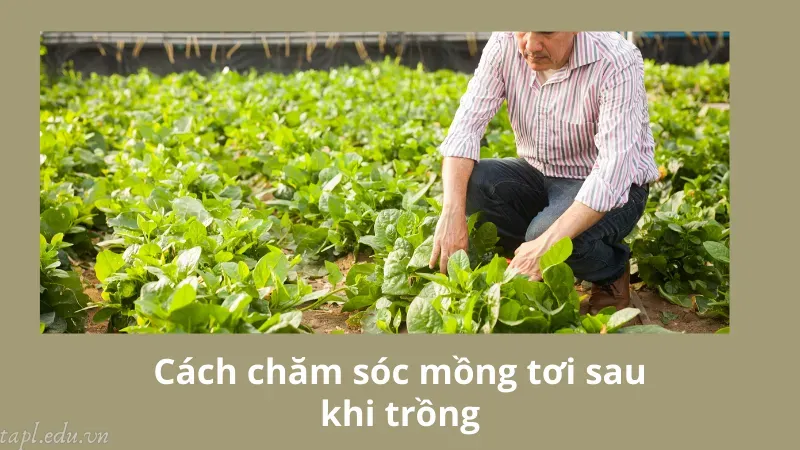 cách trồng rau mồng tơi 5