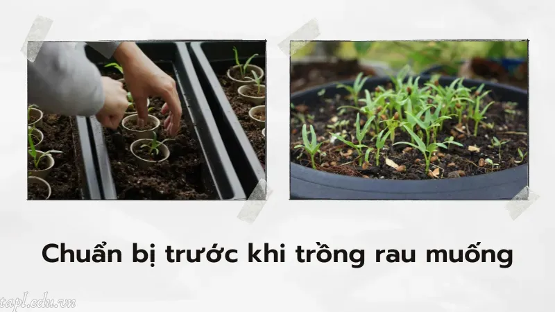 cách trồng rau muống 1