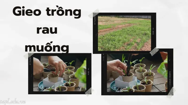 cách trồng rau muống 2