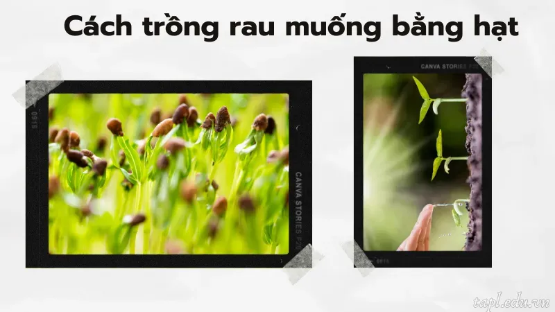 cách trồng rau muống 3