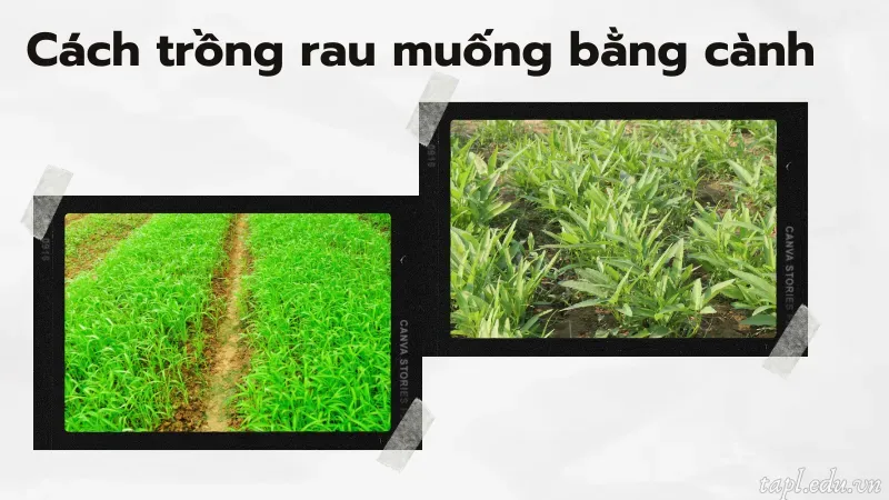 cách trồng rau muống 4