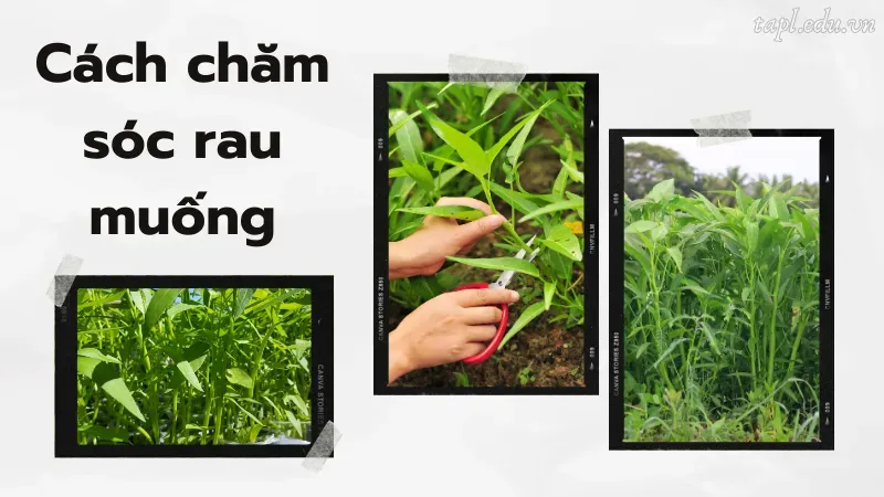 cách trồng rau muống 5