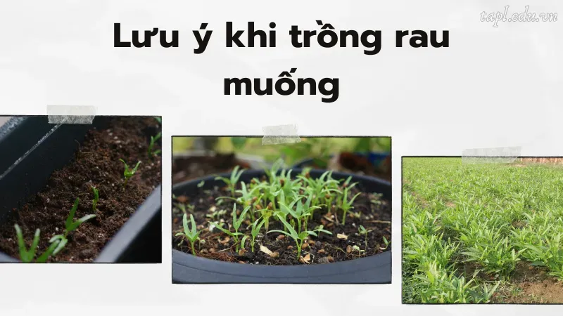 cách trồng rau muống 6