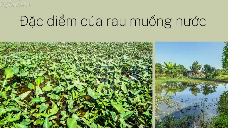 cách trồng rau muống nước 1