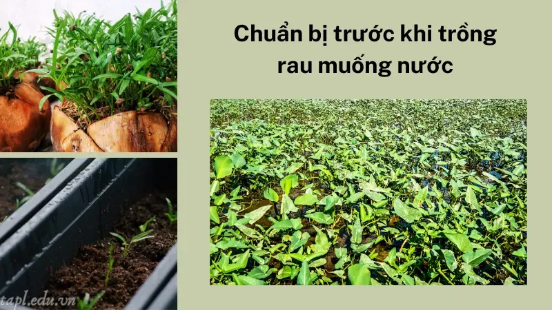 cách trồng rau muống nước 2