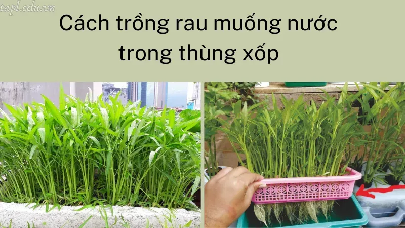 cách trồng rau muống nước 3