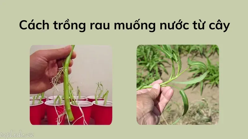 cách trồng rau muống nước 4