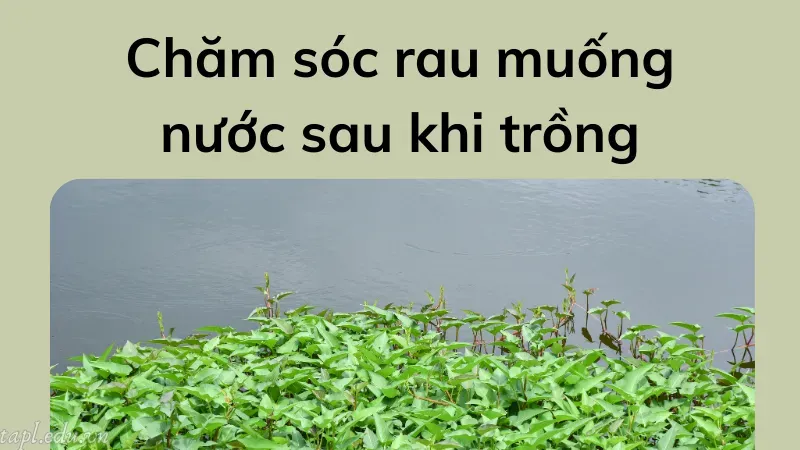 cách trồng rau muống nước 5