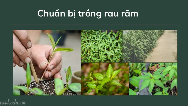 cách trồng rau răm 2