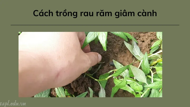 cách trồng rau răm 4