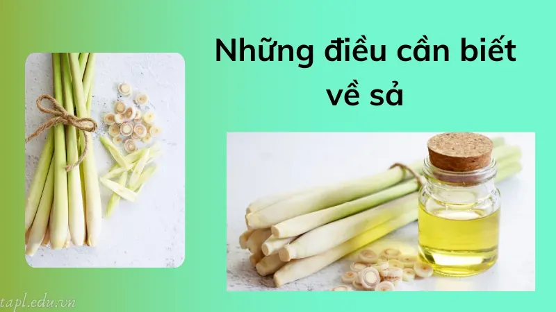 cách trồng sả 1