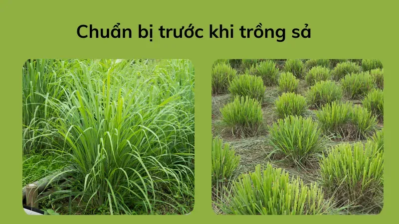 cách trồng sả 2