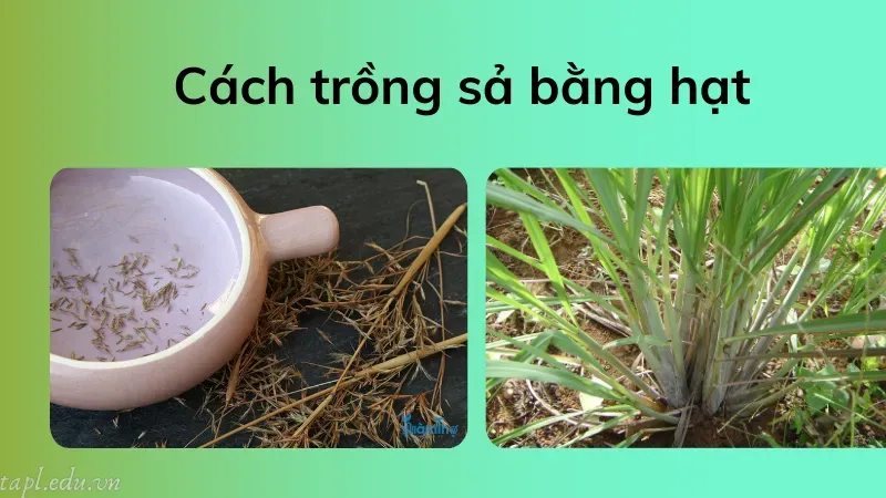 cách trồng sả 4