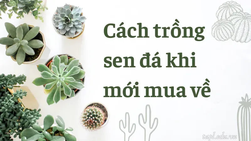 cách trồng sen đá 2