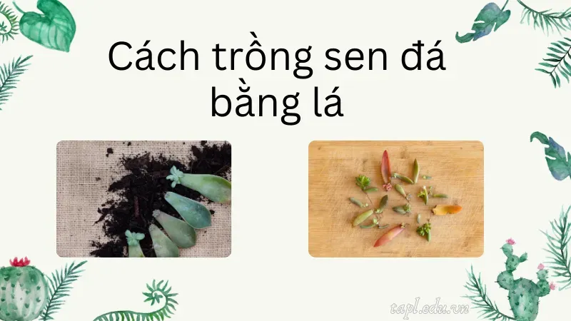 cách trồng sen đá 3