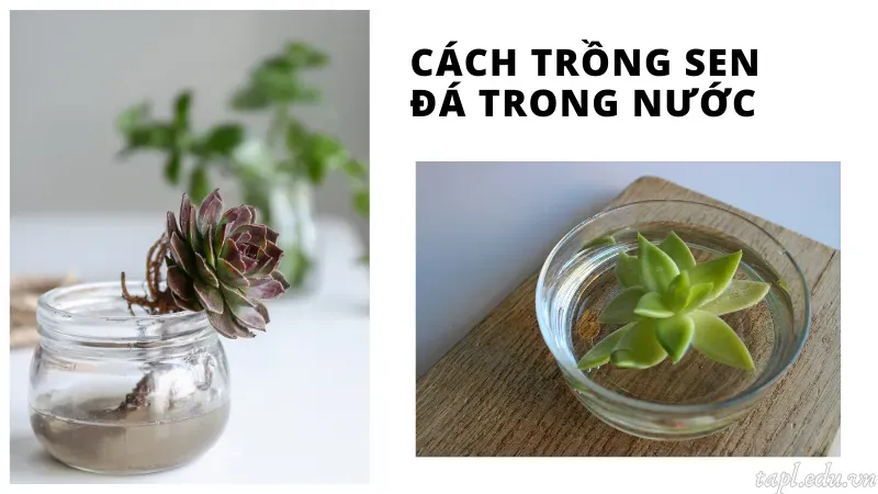 cách trồng sen đá 4