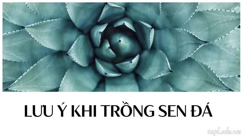 cách trồng sen đá 5