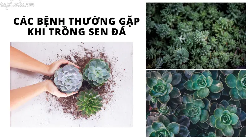 cách trồng sen đá 6