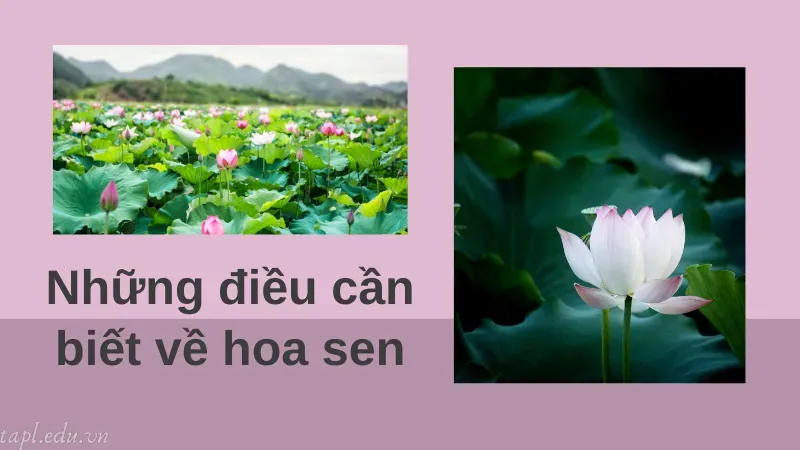 cách trồng sen trong chậu 1