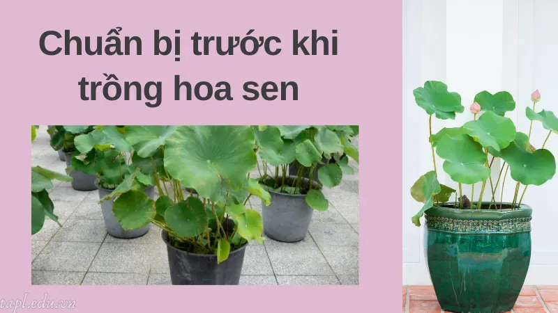 cách trồng sen trong chậu 3