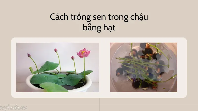 cách trồng sen trong chậu 4