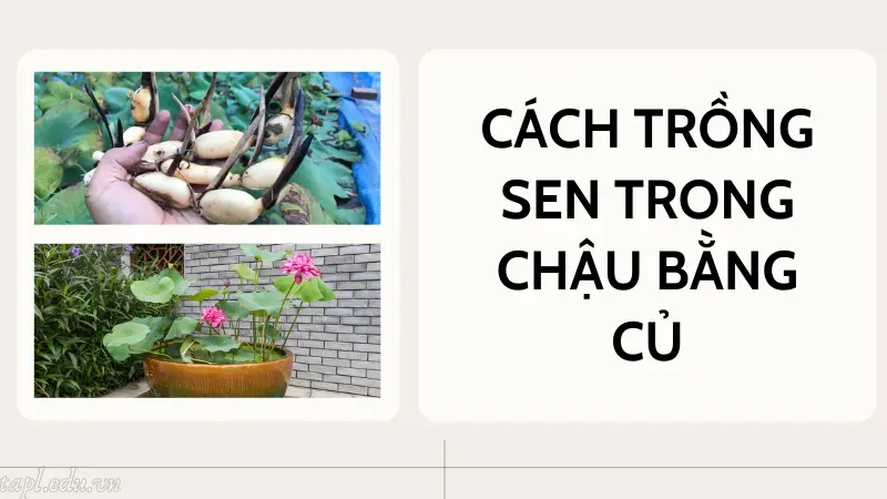 cách trồng sen trong chậu 5