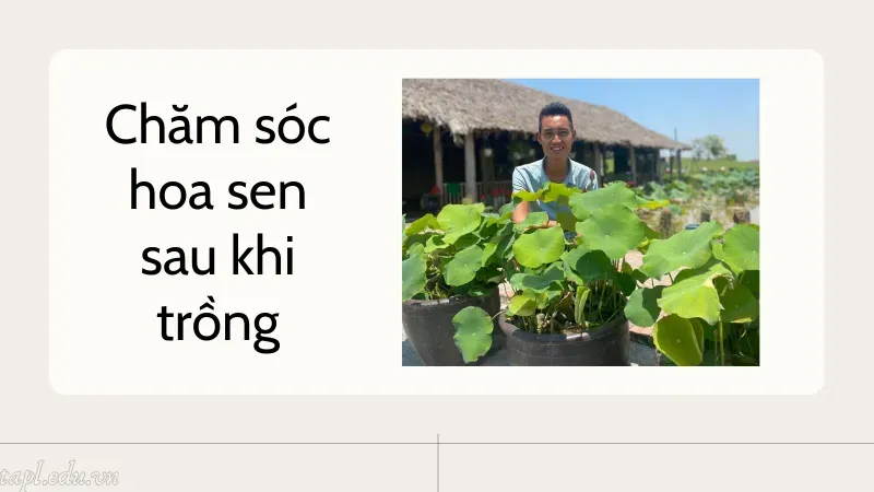 cách trồng sen trong chậu 6