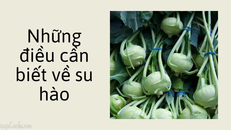 cách trồng su hào 1