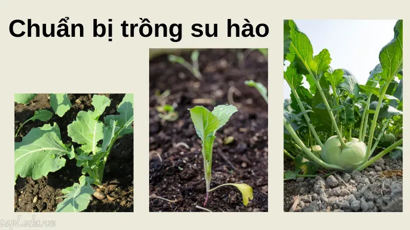 cách trồng su hào 2