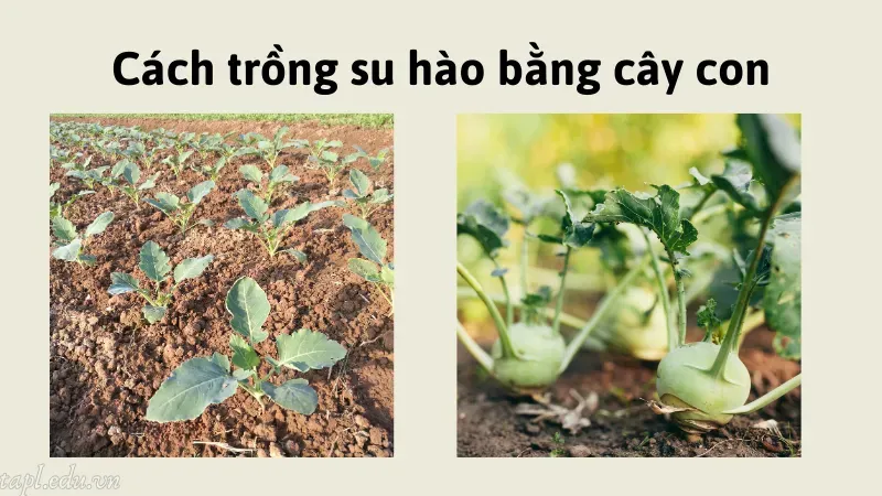 cách trồng su hào 4