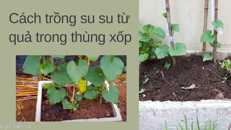 cách trồng su su 6